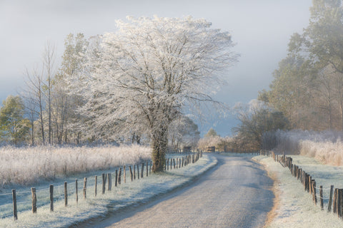 A Frosty Morning - Wall Art - By Chris Moore- Gallery Art Company