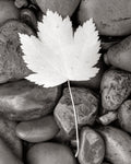 Maple Leaf - Wall Art - By Alan Majchrowicz- Gallery Art Company