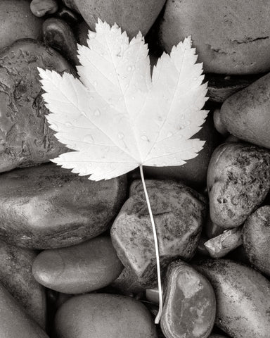 Maple Leaf - Wall Art - By Alan Majchrowicz- Gallery Art Company