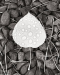 Aspen Leaf II - Wall Art - By Alan Majchrowicz- Gallery Art Company