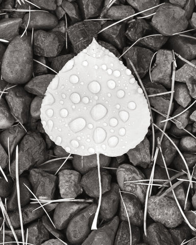 Aspen Leaf II - Wall Art - By Alan Majchrowicz- Gallery Art Company
