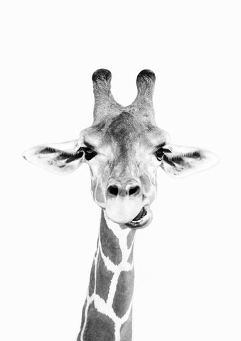Hey Giraffe bw - Wall Art - By SISI & SEB ART- Gallery Art Company
