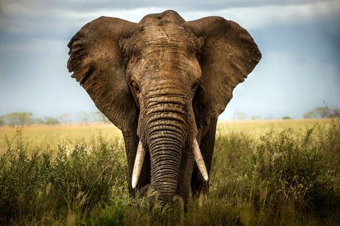 Encounters in Serengeti - Wall Art - By Alberto Ghizzi Panizza- Gallery Art Company