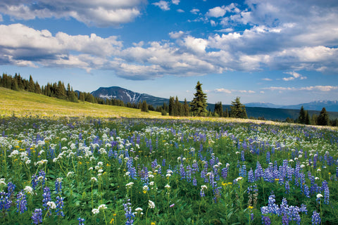 Trophy Meadows - Wall Art - By Alan Majchrowicz- Gallery Art Company