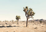 Joshua Tree - Wall Art - By SISI & SEB ART- Gallery Art Company
