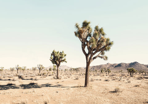 Joshua Tree - Wall Art - By SISI & SEB ART- Gallery Art Company