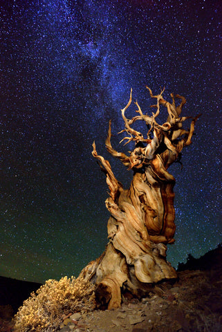 Bristlecone Pine - Wall Art - By Tanja Ghirardini- Gallery Art Company