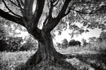 Longwood Tree - Wall Art - By Aledanda- Gallery Art Company
