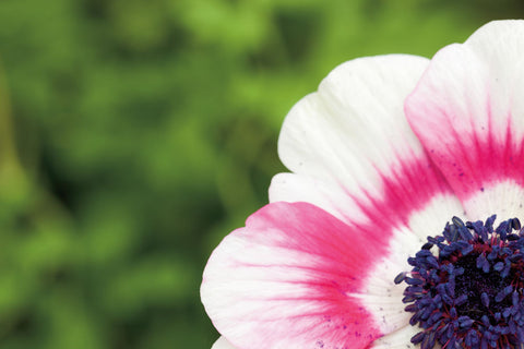 Anemone Blossom II - Wall Art - By Aledanda- Gallery Art Company