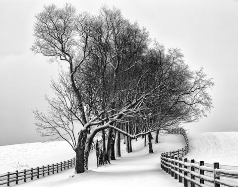 Along the Lane I Crop - Wall Art - By Aledanda- Gallery Art Company