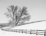 Along the Lane II Crop - Wall Art - By Aledanda- Gallery Art Company