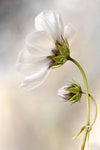 Heavenly Cosmos - Wall Art - By Mandy Disher- Gallery Art Company