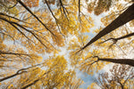 Looking Up I - Wall Art - By Aledanda- Gallery Art Company