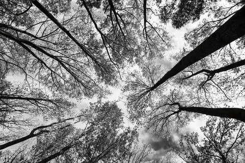 Looking Up I BW - Wall Art - By Aledanda- Gallery Art Company