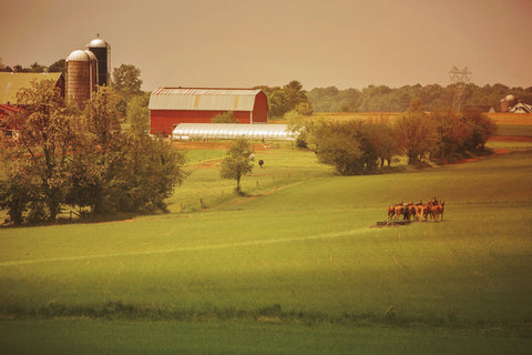 Fall Farm - Wall Art - By Aledanda- Gallery Art Company