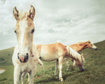 Three Buddies - Wall Art - By Aledanda- Gallery Art Company