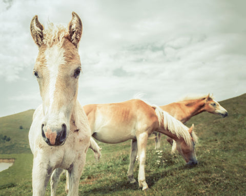 Three Buddies - Wall Art - By Aledanda- Gallery Art Company
