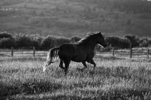 Going Home - Wall Art - By Aledanda- Gallery Art Company