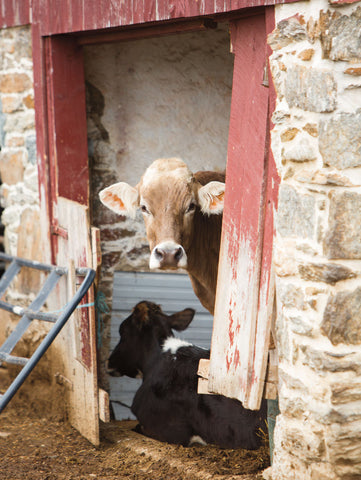 Resting - Wall Art - By Aledanda- Gallery Art Company