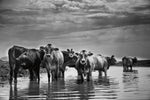 In the River - Wall Art - By Aledanda- Gallery Art Company
