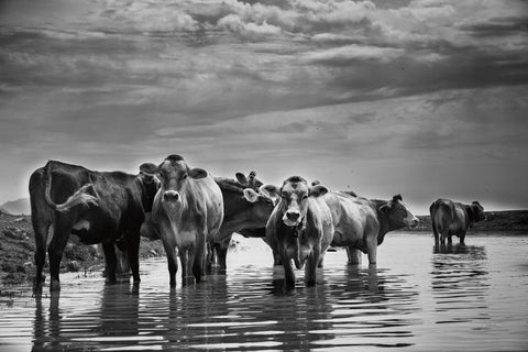 In the River - Wall Art - By Aledanda- Gallery Art Company