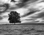 Majestic Crop - Wall Art - By Aledanda- Gallery Art Company