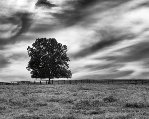 Majestic Crop - Wall Art - By Aledanda- Gallery Art Company