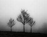 In the Fog Crop - Wall Art - By Aledanda- Gallery Art Company