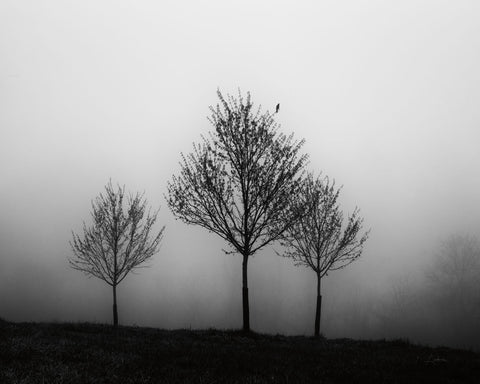 In the Fog Crop - Wall Art - By Aledanda- Gallery Art Company