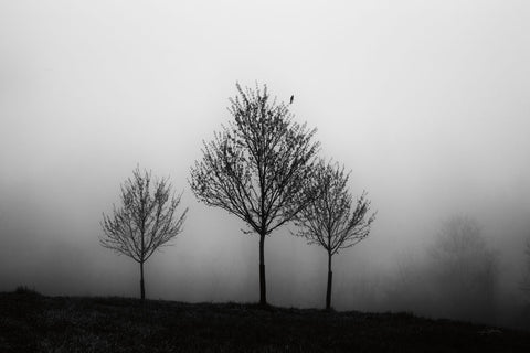 In the Fog - Wall Art - By Aledanda- Gallery Art Company