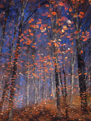 Autumn Leaves - Wall Art - By Florentin Vinogradof- Gallery Art Company