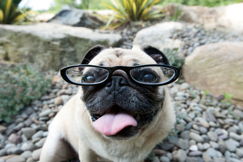 Four Eyes - Wall Art - By Jim Dratfield- Gallery Art Company