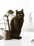 Lights Cat Action - Wall Art - By Jim Dratfield- Gallery Art Company