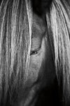 Shy v2 - Wall Art - By Aledanda- Gallery Art Company