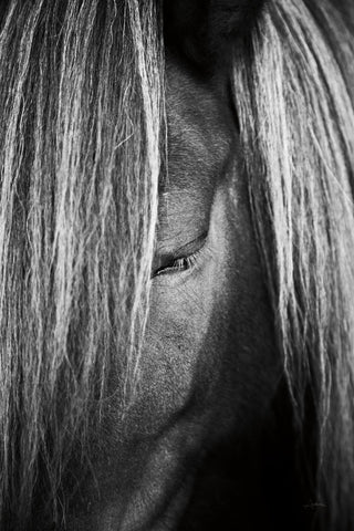 Shy v2 - Wall Art - By Aledanda- Gallery Art Company