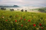 Tuscan spring - Wall Art - By Daniel ?e?icha- Gallery Art Company