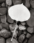 Aspen Leaf - Wall Art - By Alan Majchrowicz- Gallery Art Company