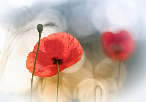 Morning Poppies - Wall Art - By Steve Moore- Gallery Art Company