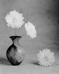 Chrysanthemum I - Wall Art - By Alan Majchrowicz- Gallery Art Company