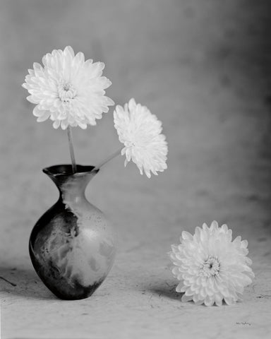 Chrysanthemum I - Wall Art - By Alan Majchrowicz- Gallery Art Company