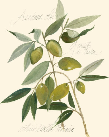 Ascolane Olives - Wall Art - By Elissa Della-Piana- Gallery Art Company