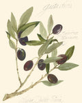 Gaeta Olives - Wall Art - By Elissa Della-Piana- Gallery Art Company