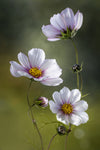 *Cosmos - Wall Art - By Mandy Disher- Gallery Art Company