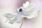 Anemone breeze - Wall Art - By Mandy Disher- Gallery Art Company