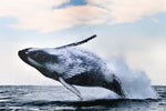 breach - Wall Art - By Alexander Safonov- Gallery Art Company