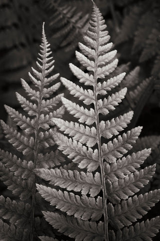 Lady Fern I - Wall Art - By Alan Majchrowicz- Gallery Art Company