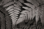 Lady Fern II - Wall Art - By Alan Majchrowicz- Gallery Art Company