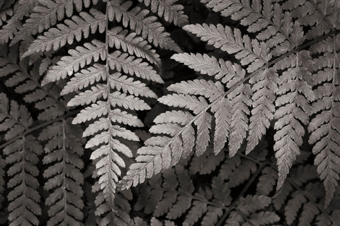 Lady Fern II - Wall Art - By Alan Majchrowicz- Gallery Art Company