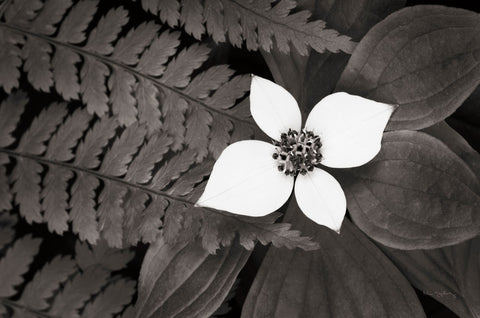 Bunchberry and Ferns II BW - Wall Art - By Alan Majchrowicz- Gallery Art Company