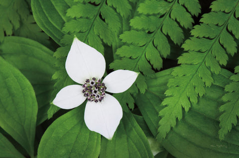 Bunchberry and Ferns I color - Wall Art - By Alan Majchrowicz- Gallery Art Company